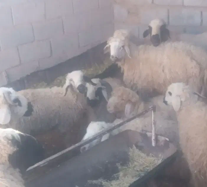 بره نر|حیوانات مزرعه|نگار, |دیوار