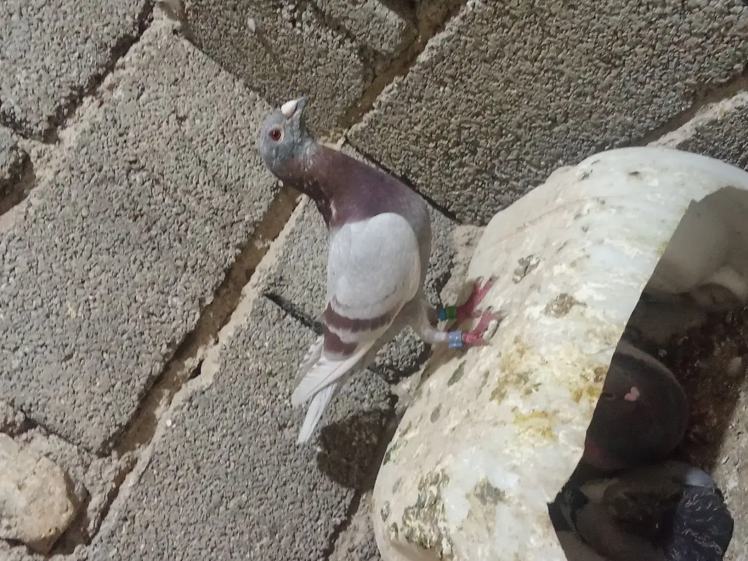 کفتر پلاکی نرماده اصل|پرنده|کوهسار (البرز), |دیوار