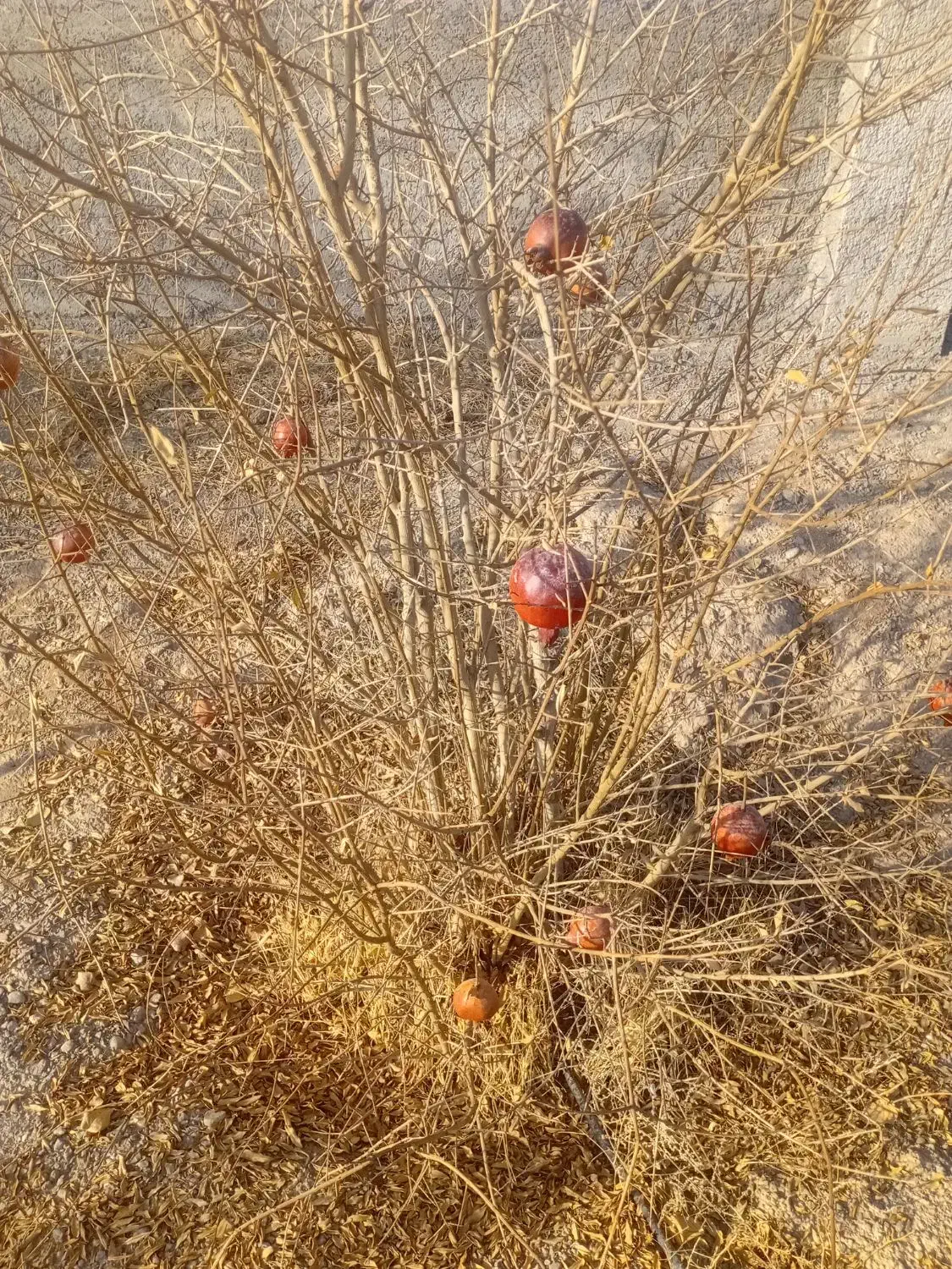 قلمه نهال انار|گل و گیاه طبیعی|شاهینشهر, مورچه خورت|دیوار