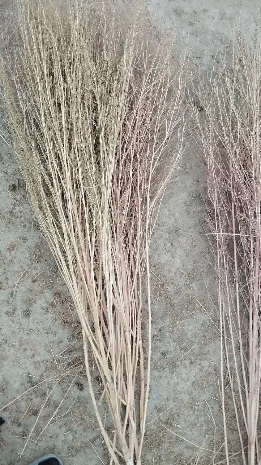 جارو دستی|لوازم نظافت|خوی, |دیوار