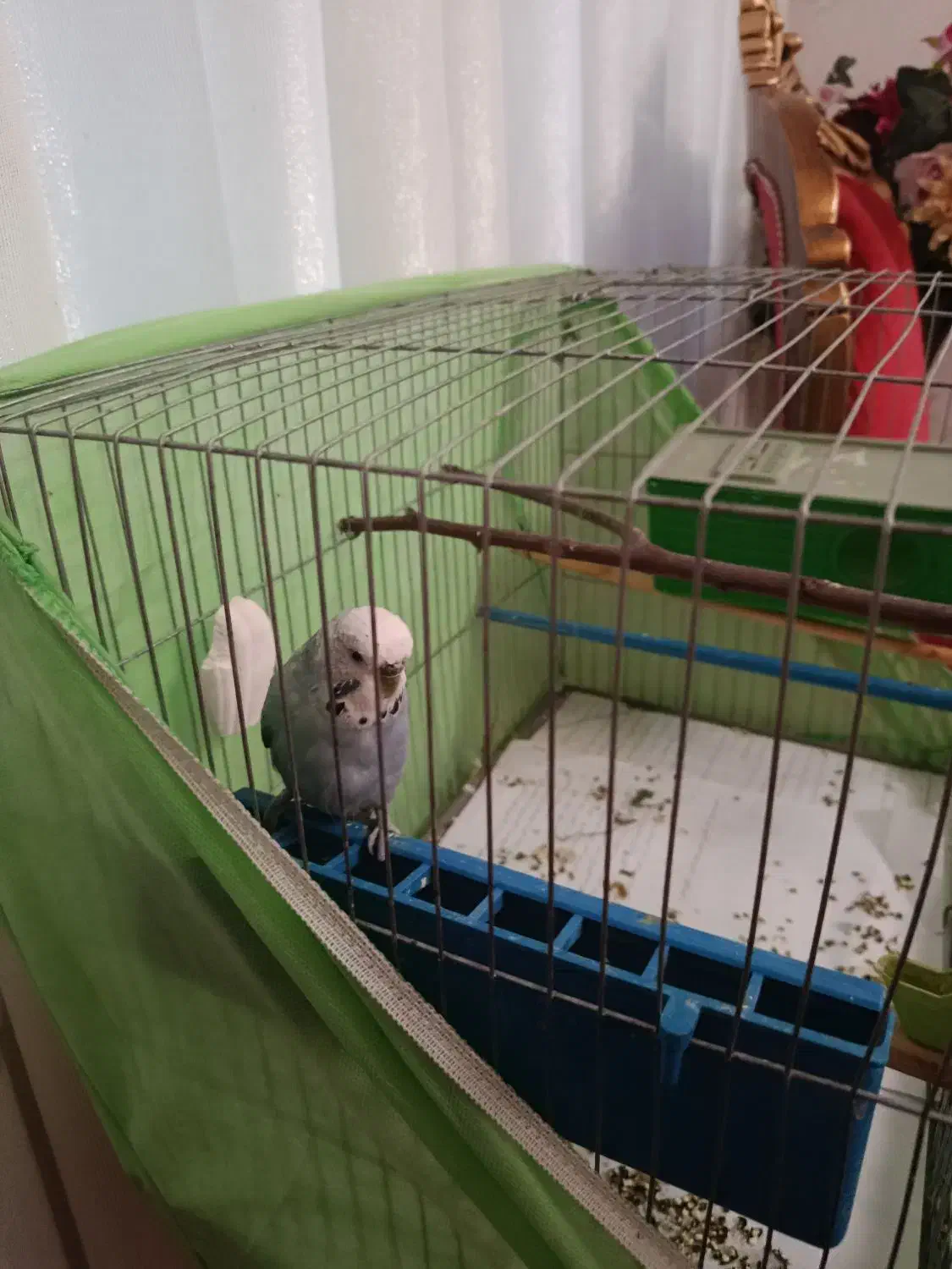 مرغ عشق برزیلی نر|پرنده|گلستان (تهران), |دیوار