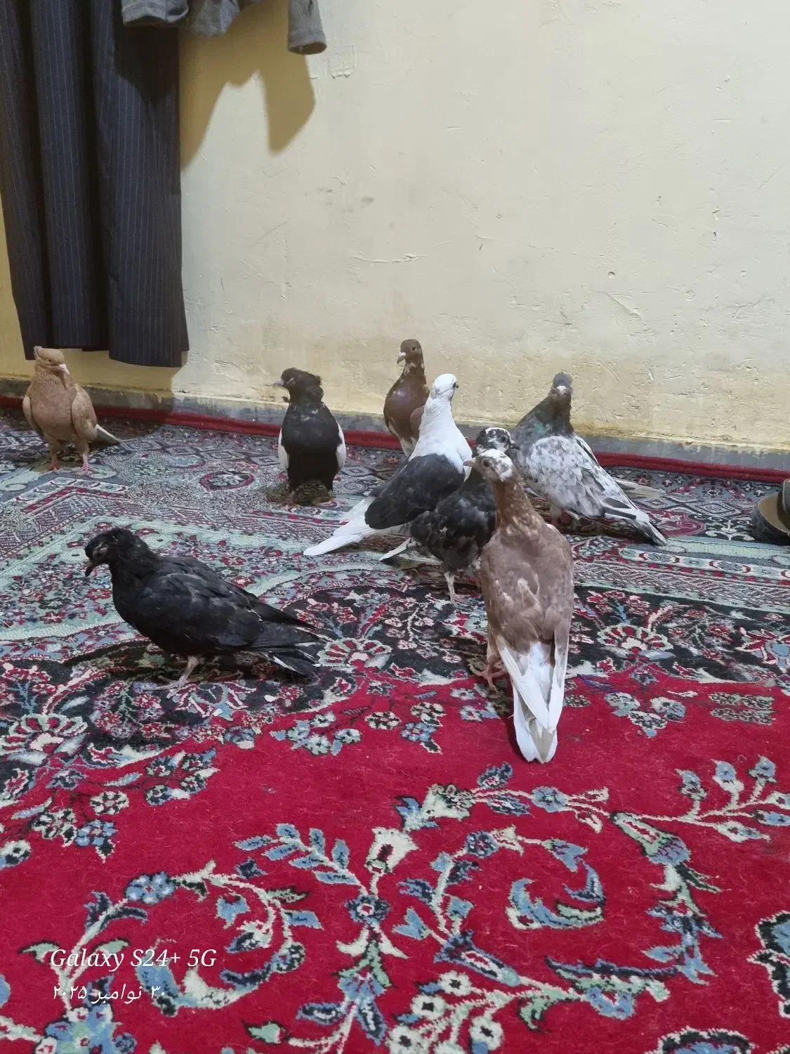 کفتر برا پرودن|پرنده|خرمشهر, |دیوار