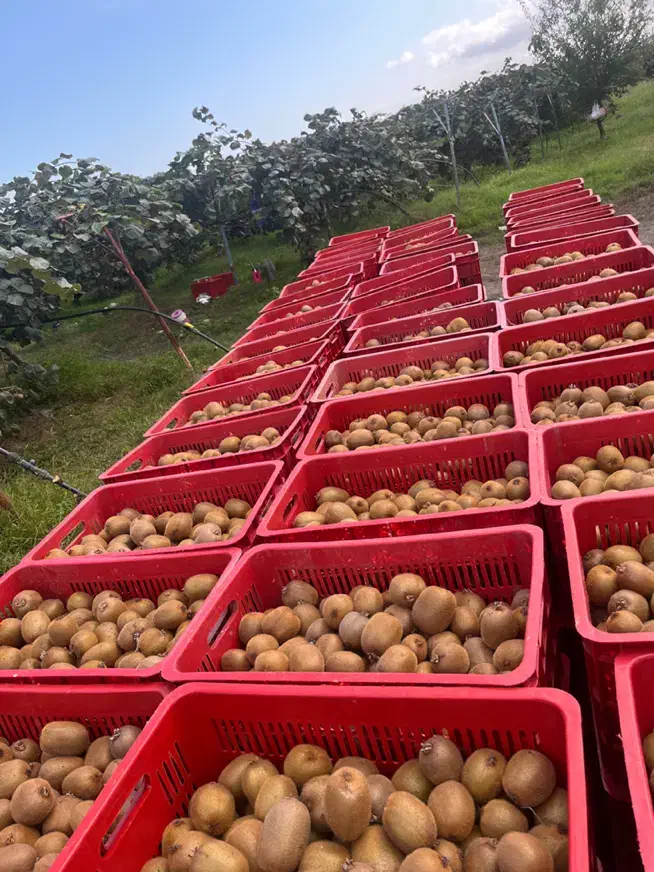 کیوی شما را خریداریم|خدمات باغبانی و درختکاری|تالش, هشتپر|دیوار