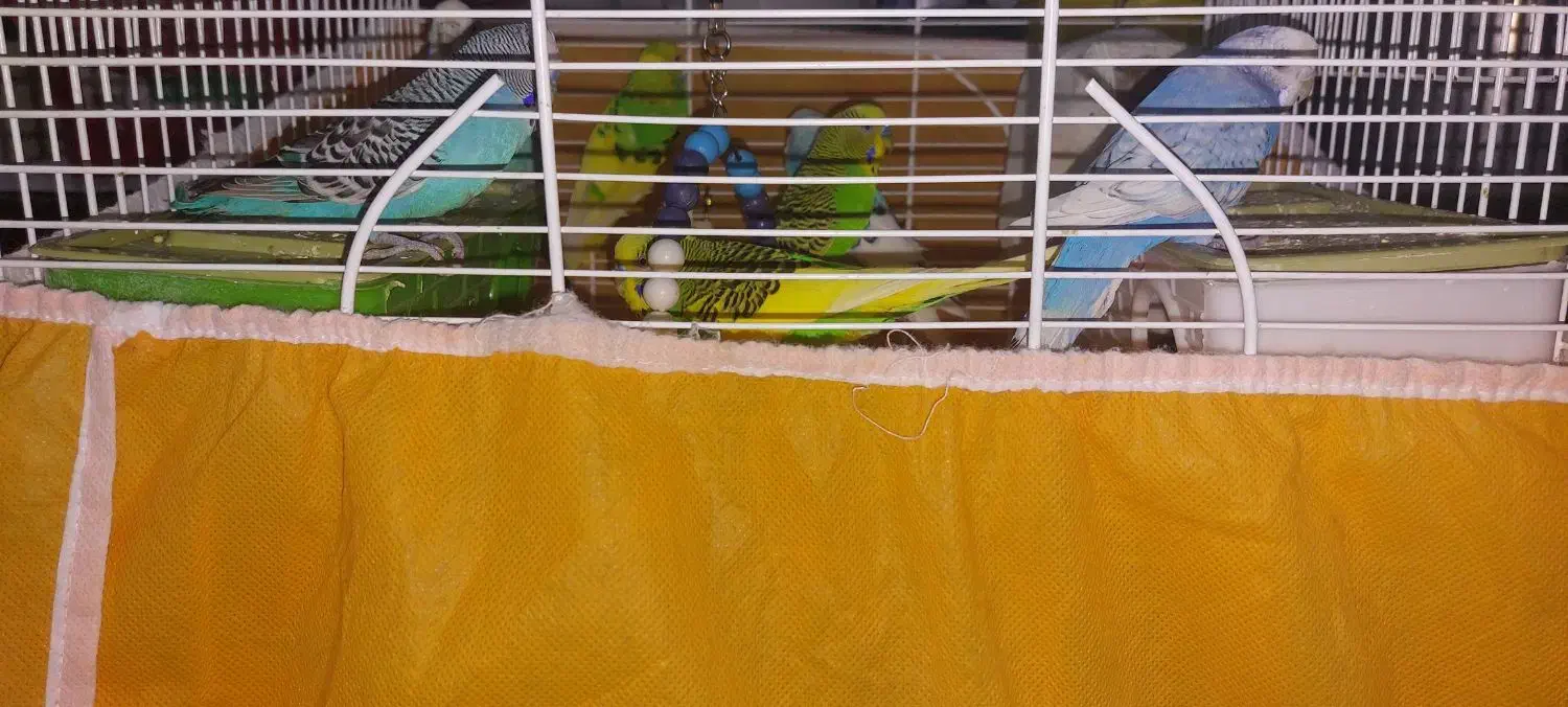 ۴ جفت مرغ عشق و یک عدد فنچ|پرنده|بوشهر, |دیوار