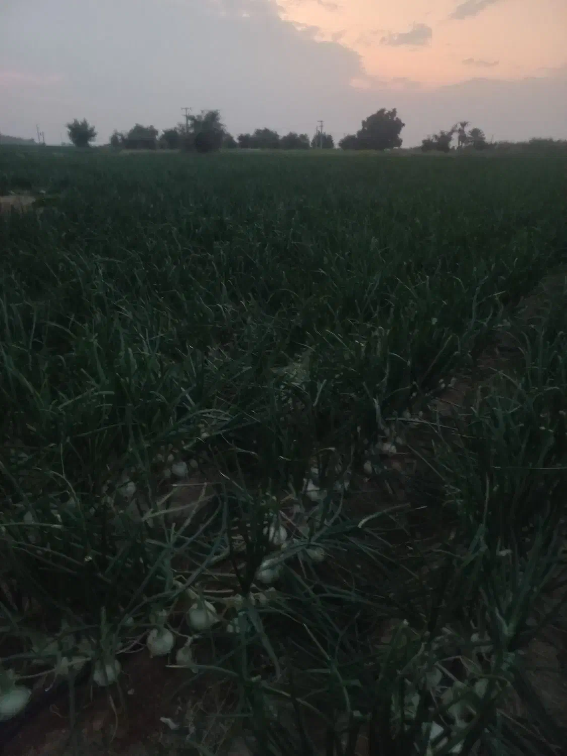 اجاره ۲هکتار زمین کشاورزی مرغوب برقی قطره ای|اجارهٔ دفتر صنعتی، کشاورزی، تجاری|اسماعیلی, |دیوار