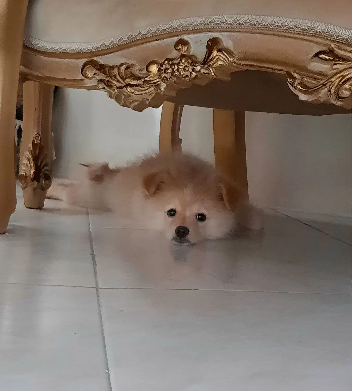 پامر ۳ ماهه|سگ|تهران, زمزم|دیوار