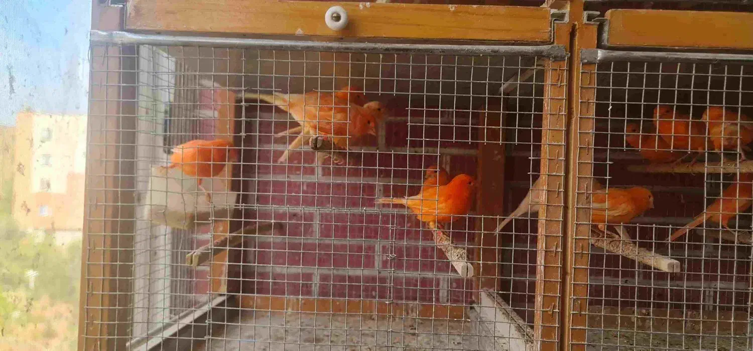 قناری رد فکتور و کشیده بلند|پرنده|اصفهان, سپاهان‌شهر|دیوار