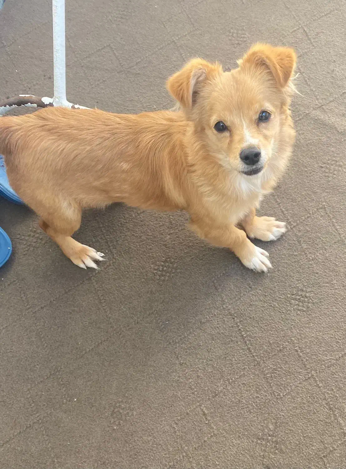 توله سگ|سگ|گرگان, |دیوار