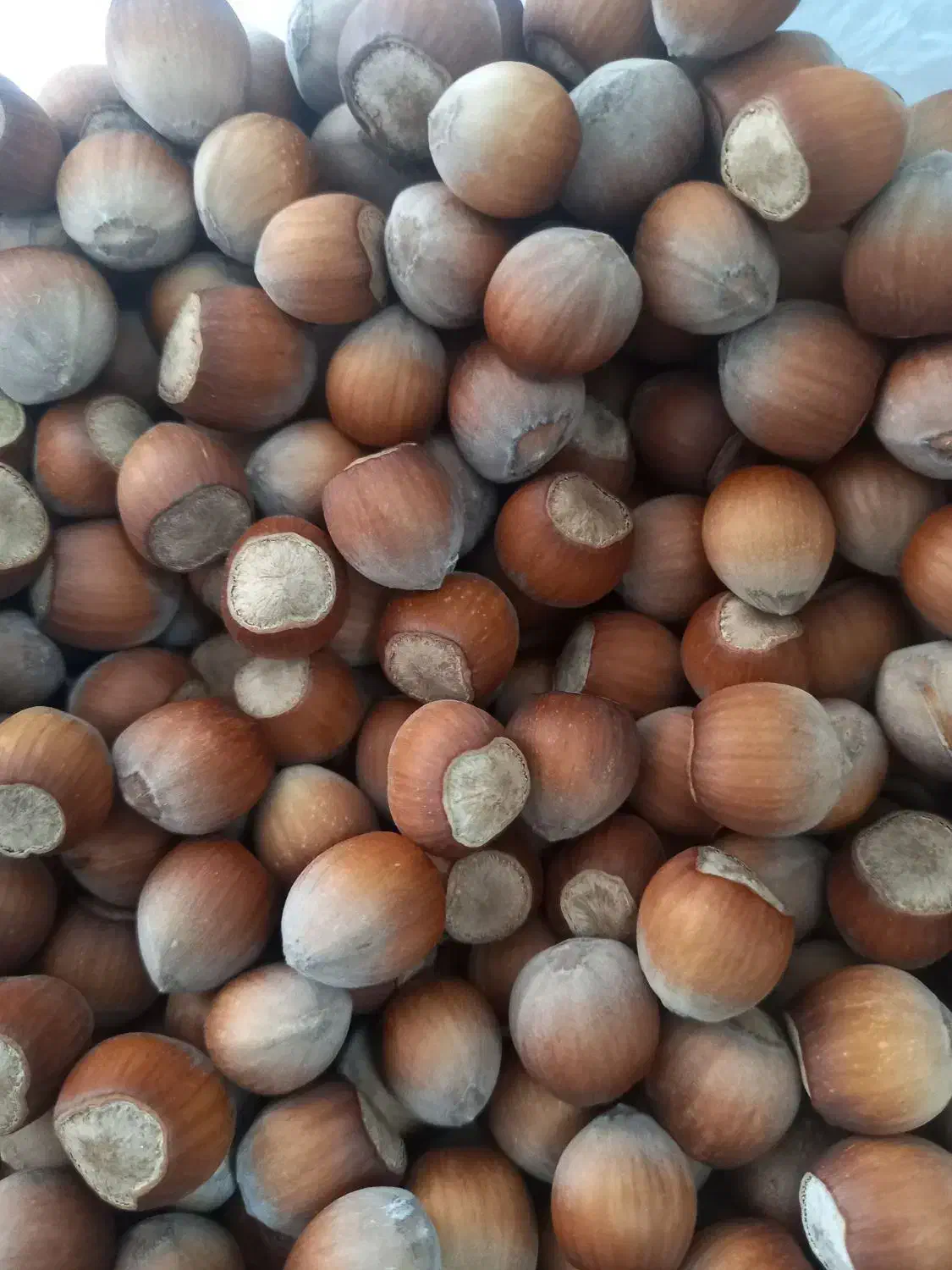 فندوق ارگانیک|خوردنی و آشامیدنی|مشهد, فتح المبین|دیوار