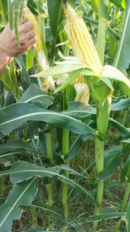 خرید ذرت علوفه|خدمات باغبانی و درختکاری|لنجان, |دیوار