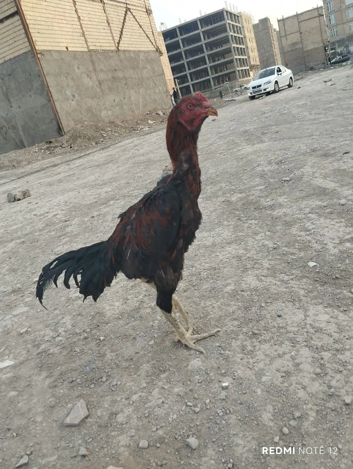 خروس لاری|حیوانات مزرعه|محمدشهر, کوی بهار|دیوار