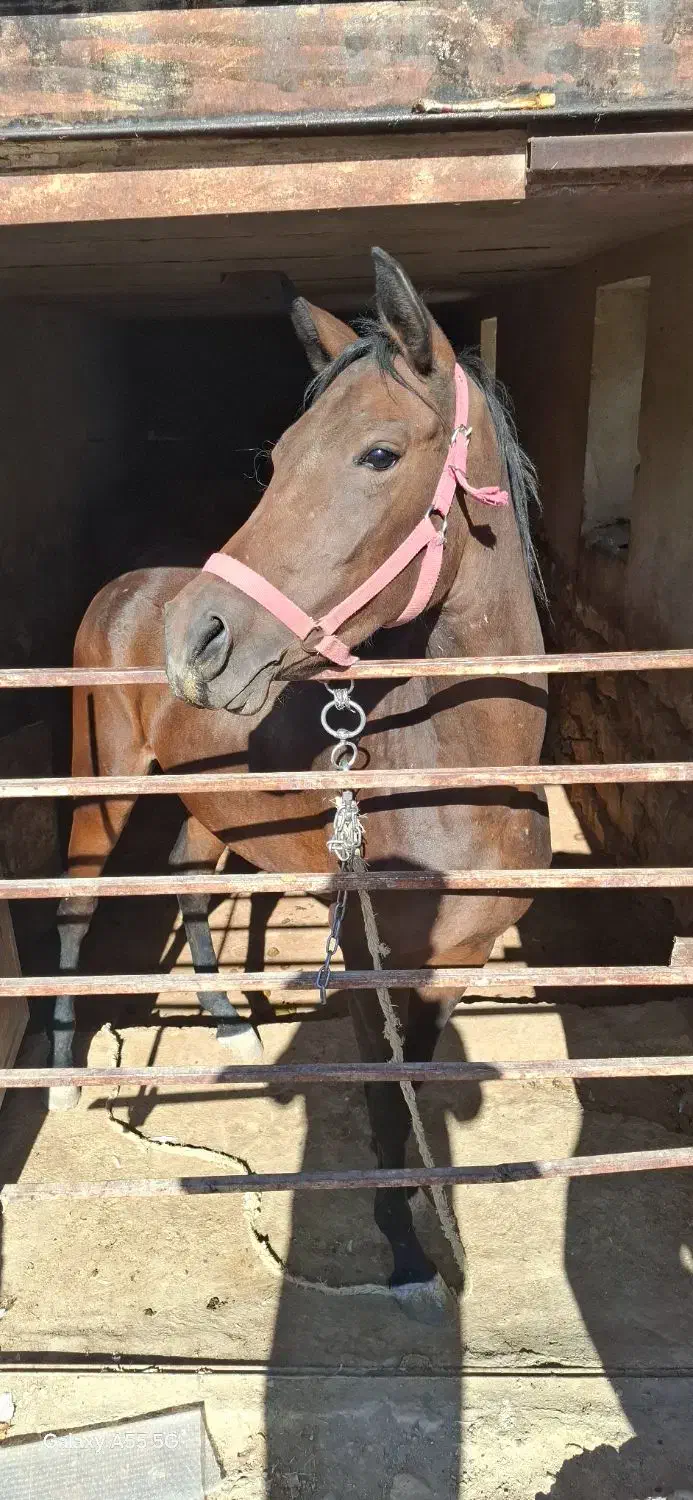 اسب مادیان  آبستن|اسب و تجهیزات اسبسواری|حمیل, |دیوار