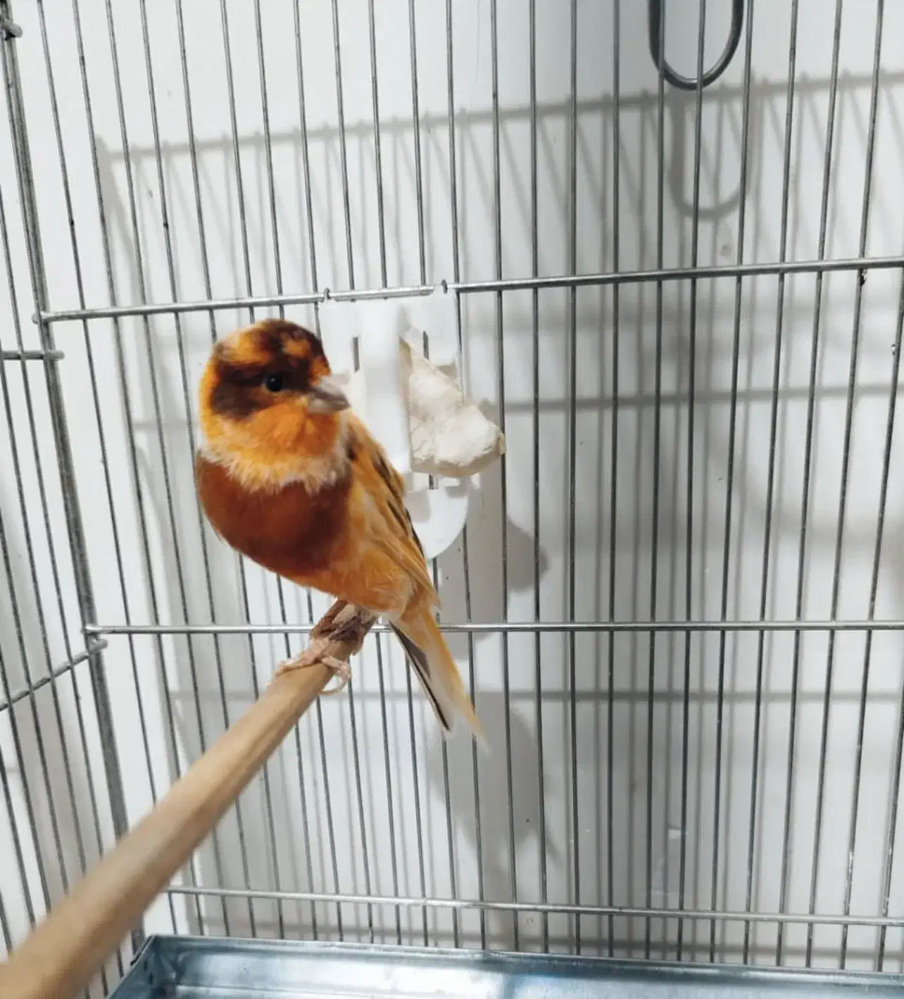 قناری|پرنده|کرج, فاز ۱ مهرشهر|دیوار