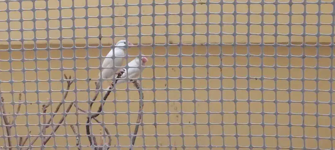 فنچ کرم لایت|پرنده|شیراز, ده پیاله|دیوار