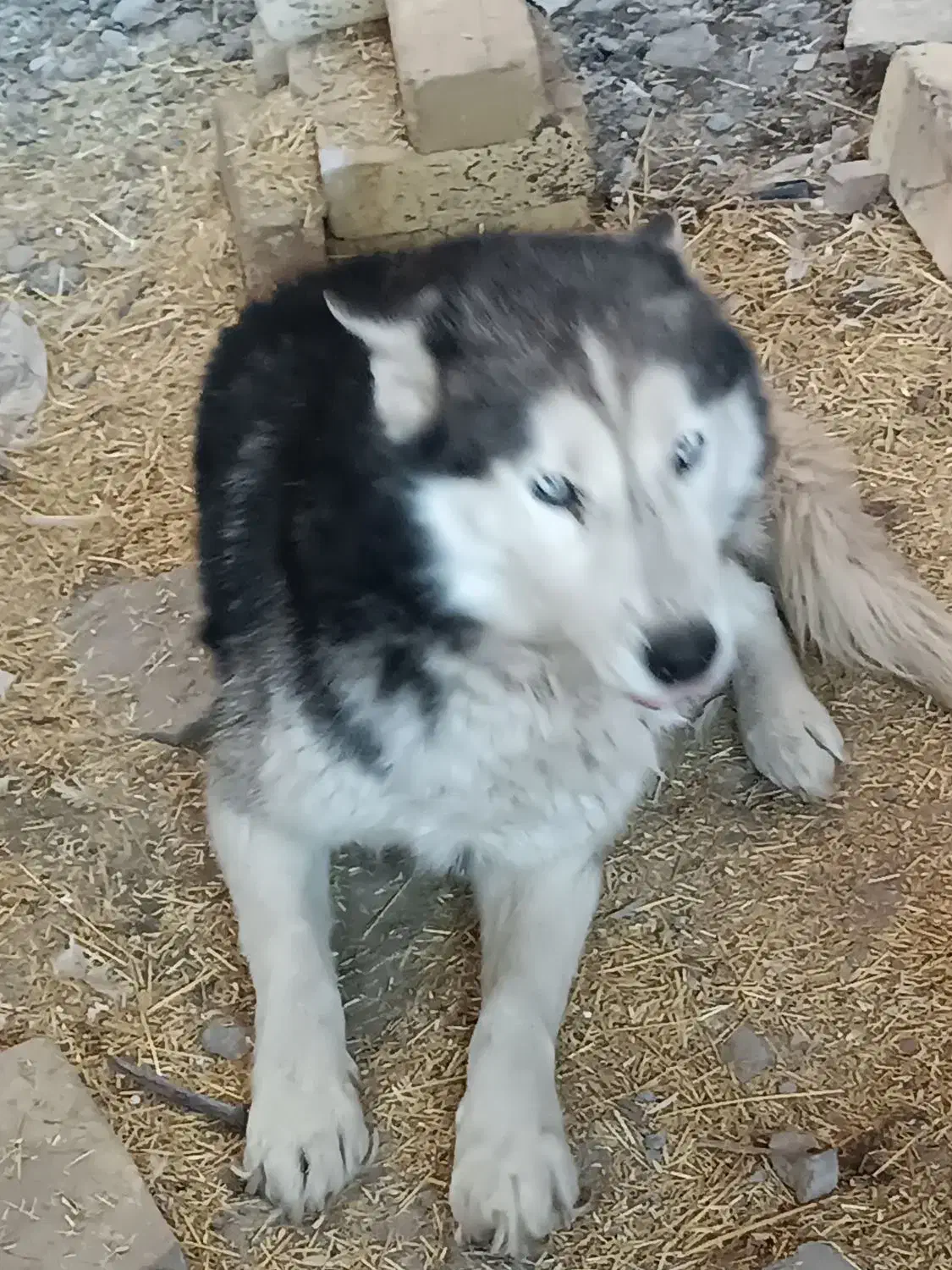 سگ هاسکی|سگ|قره پشتلو, |دیوار