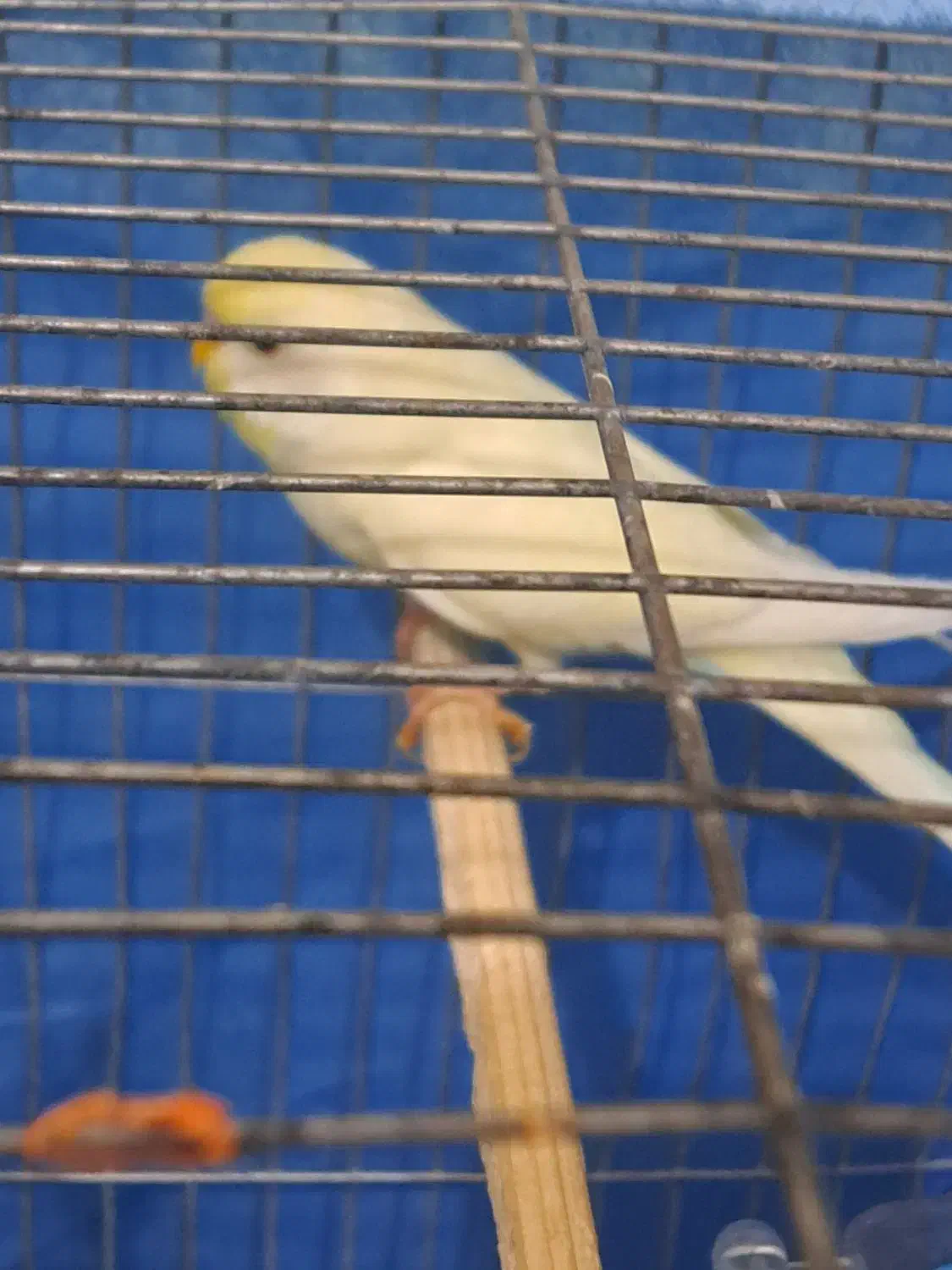 مرغ عشق نر هلندی مست اماده|پرنده|ایرانشهر, |دیوار