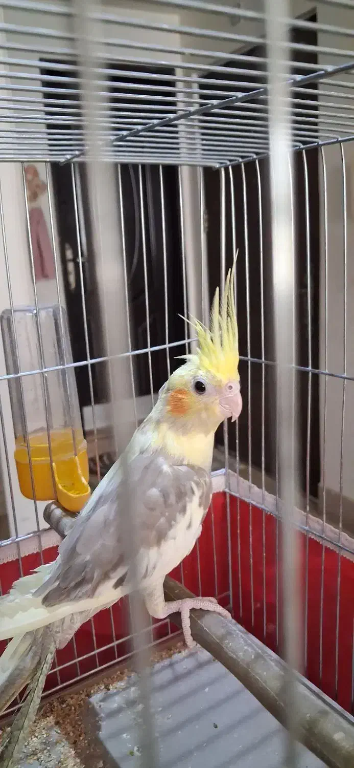 جوجه عروس هلندی دوکت|پرنده|قم, قلعه یزدیها|دیوار