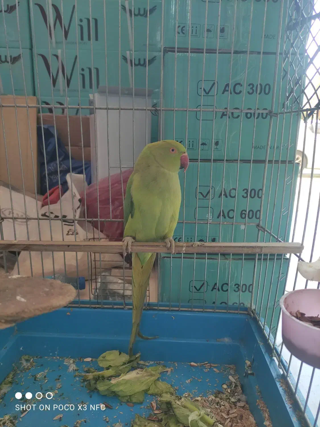 طوطی ملنگو سالم ماده|پرنده|شهریار, شهرک وائین|دیوار