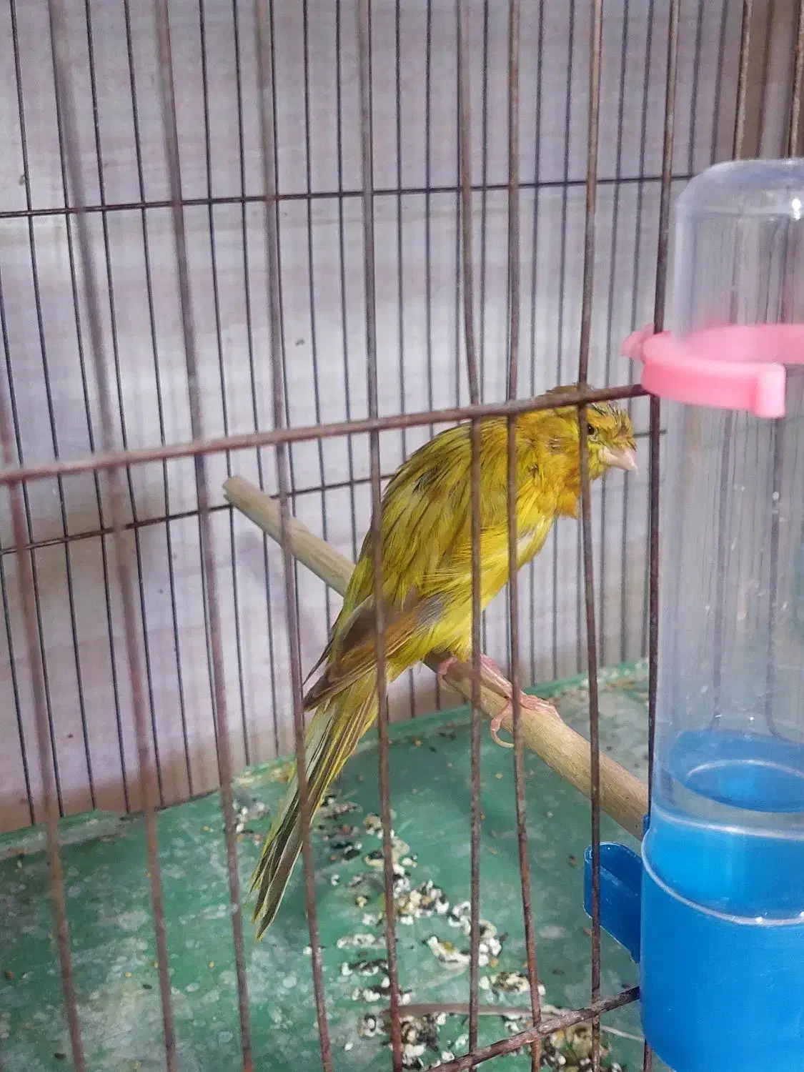 ۳عدد قناری سبز رسمی بلند|پرنده|شیراز, بید زرد|دیوار