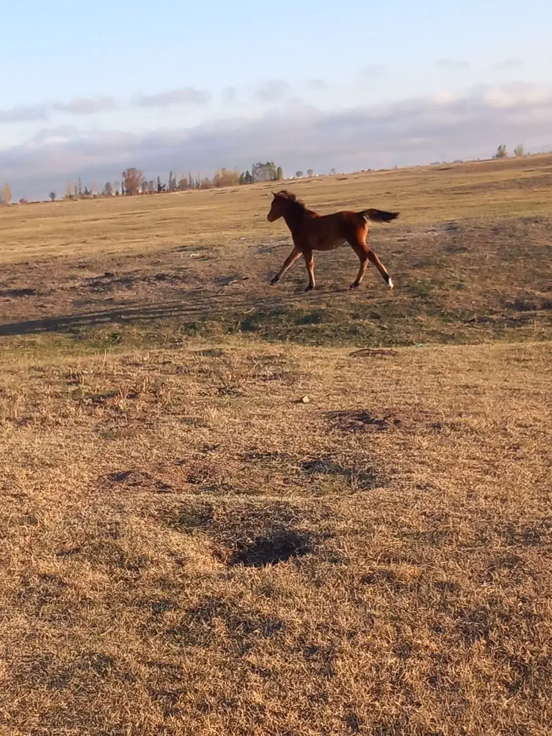 اسب ماده|اسب و تجهیزات اسب‌سواری|مشگین شهر, |دیوار