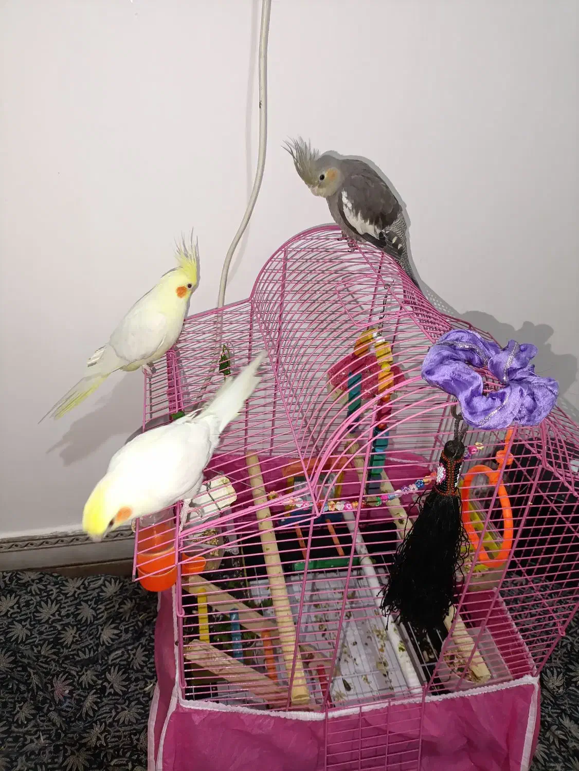 فروش تعدادی عروس هلندی|پرنده|فریدونکنار, |دیوار