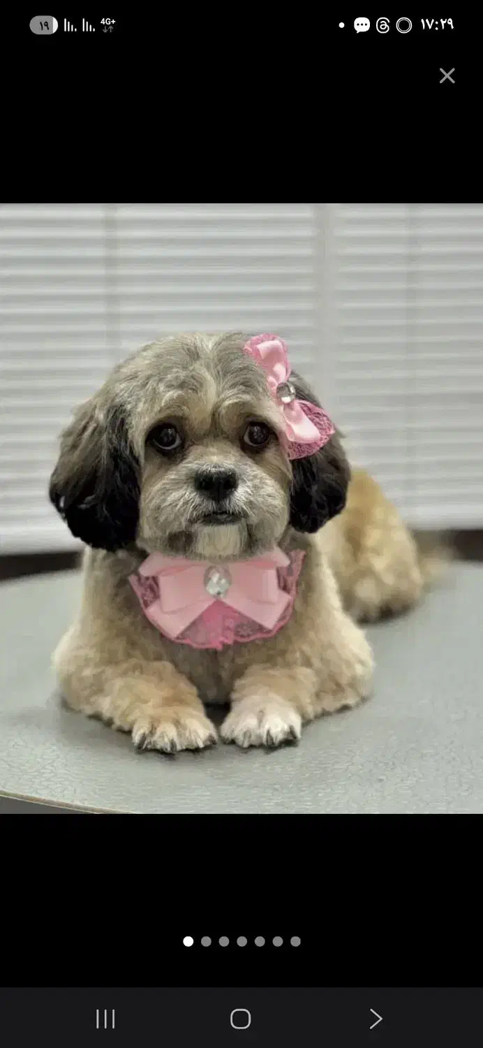 شیتزو سوپر فلت خالص|سگ|قرچک, مهدیه|دیوار