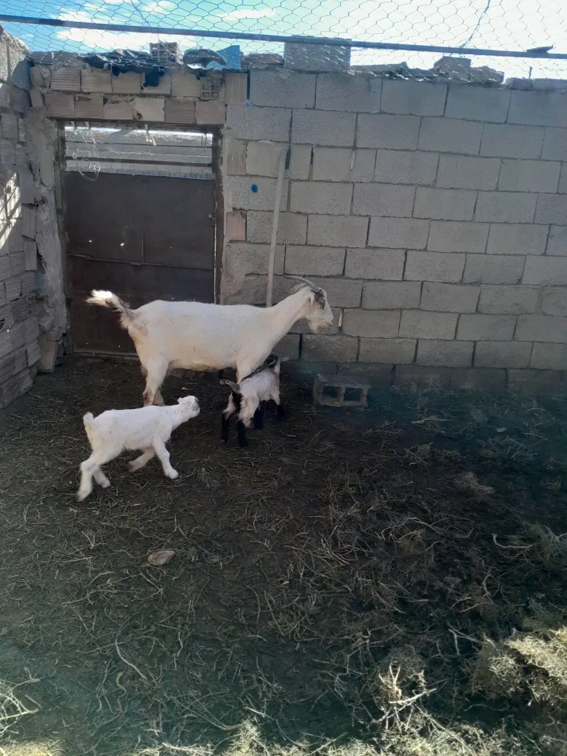 بز زاییده|حیوانات مزرعه|بیرجند, |دیوار