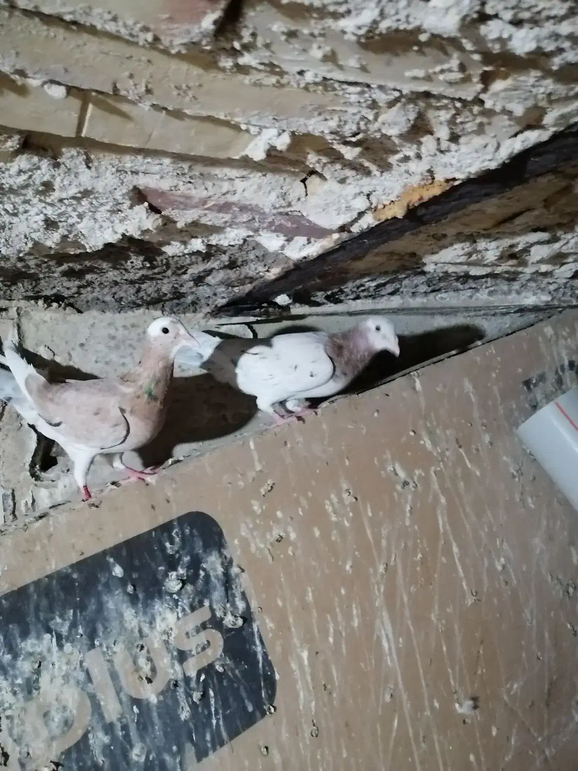 پرنده|پرنده|مشهد, قائم|دیوار