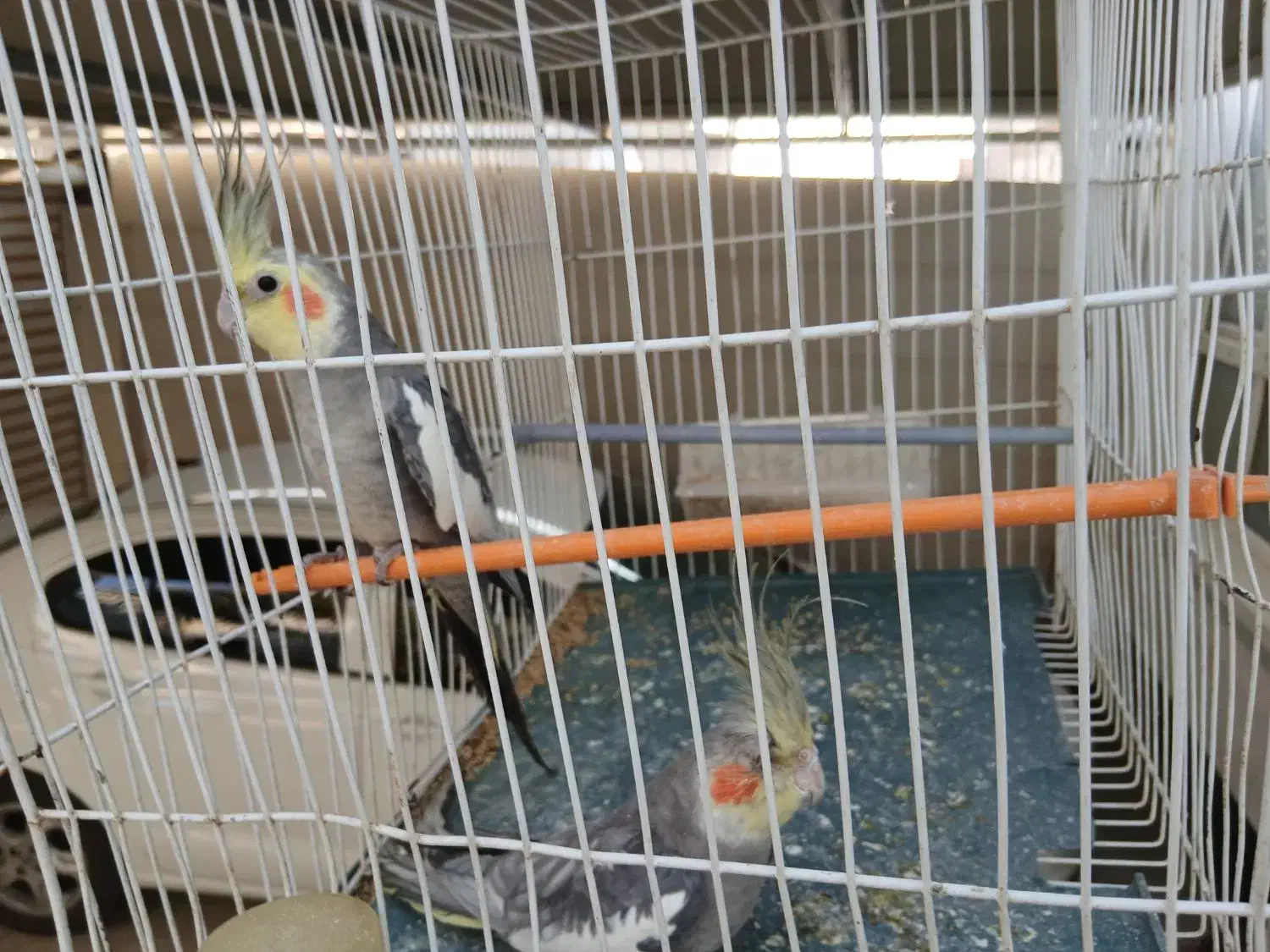 عروس هلندی|پرنده|خورموج, |دیوار