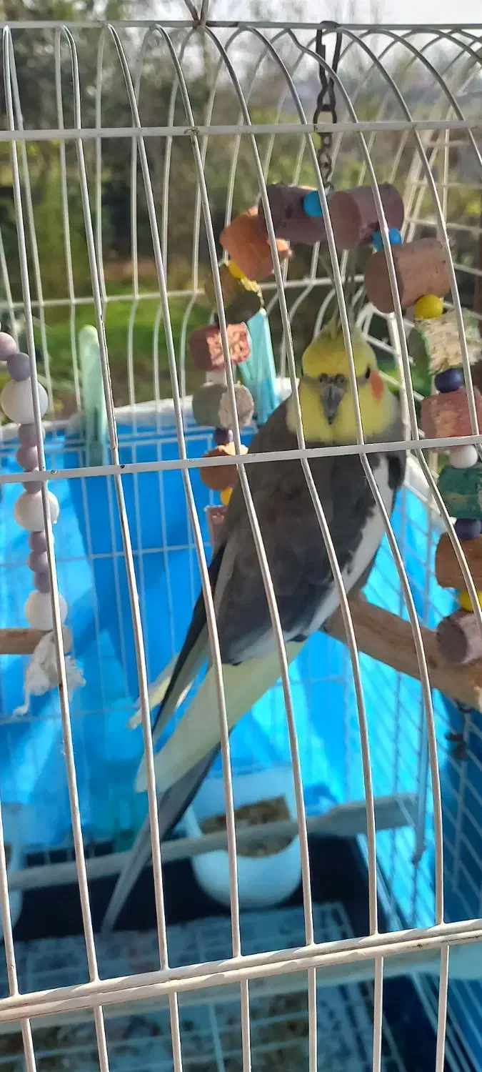 عروس هلندی جفت|پرنده|کوچصفهان, |دیوار