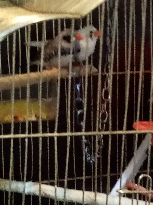 فنچ|پرنده|اراک, |دیوار