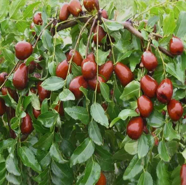 نهال عناب پیوندی|خدمات باغبانی و درختکاری|دیواندره, |دیوار