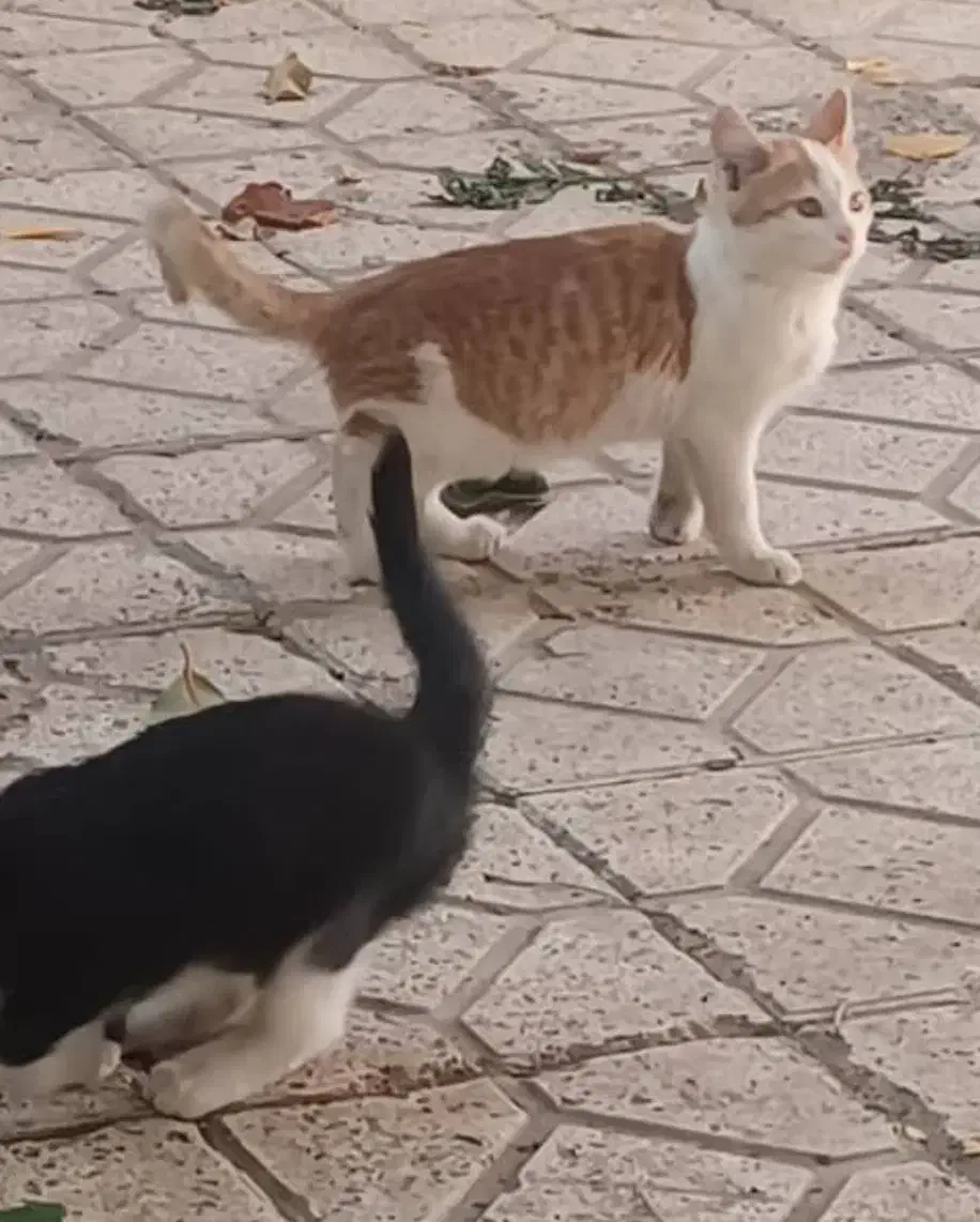 بدلیل مسافرت واگذار میشوند.|گربه|تبریز, |دیوار