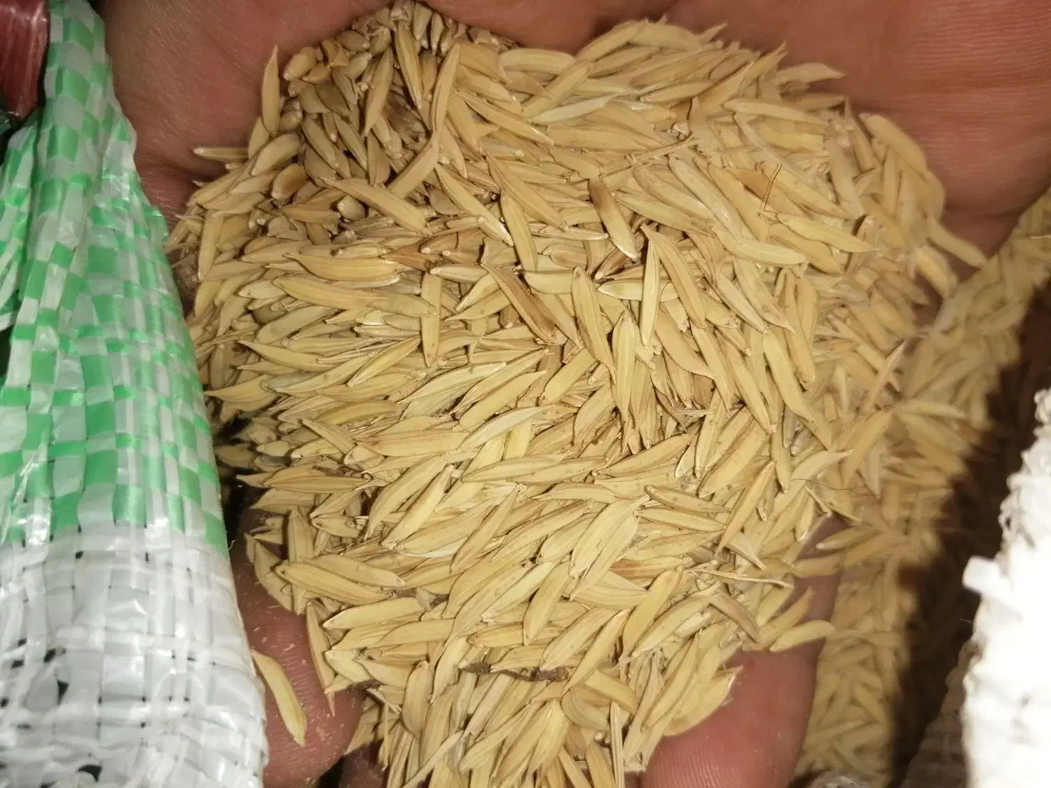 شالی فجر سوزنی 1کیسه|خوردنی و آشامیدنی|گنبد کاووس, |دیوار