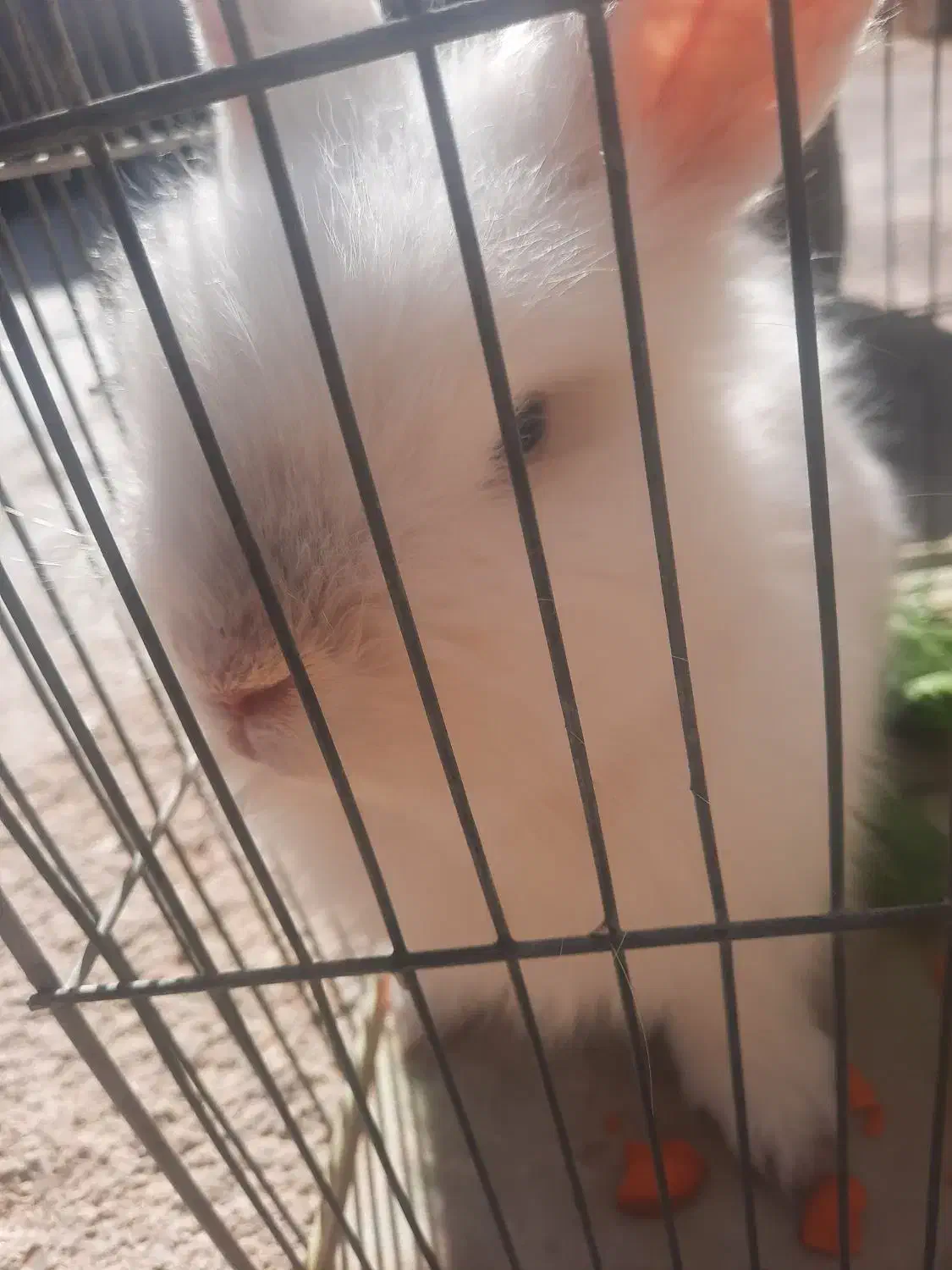 روستای بزمیراباد قیمت ۸۰۰هزار|موش و خرگوش|سرپل ذهاب, |دیوار