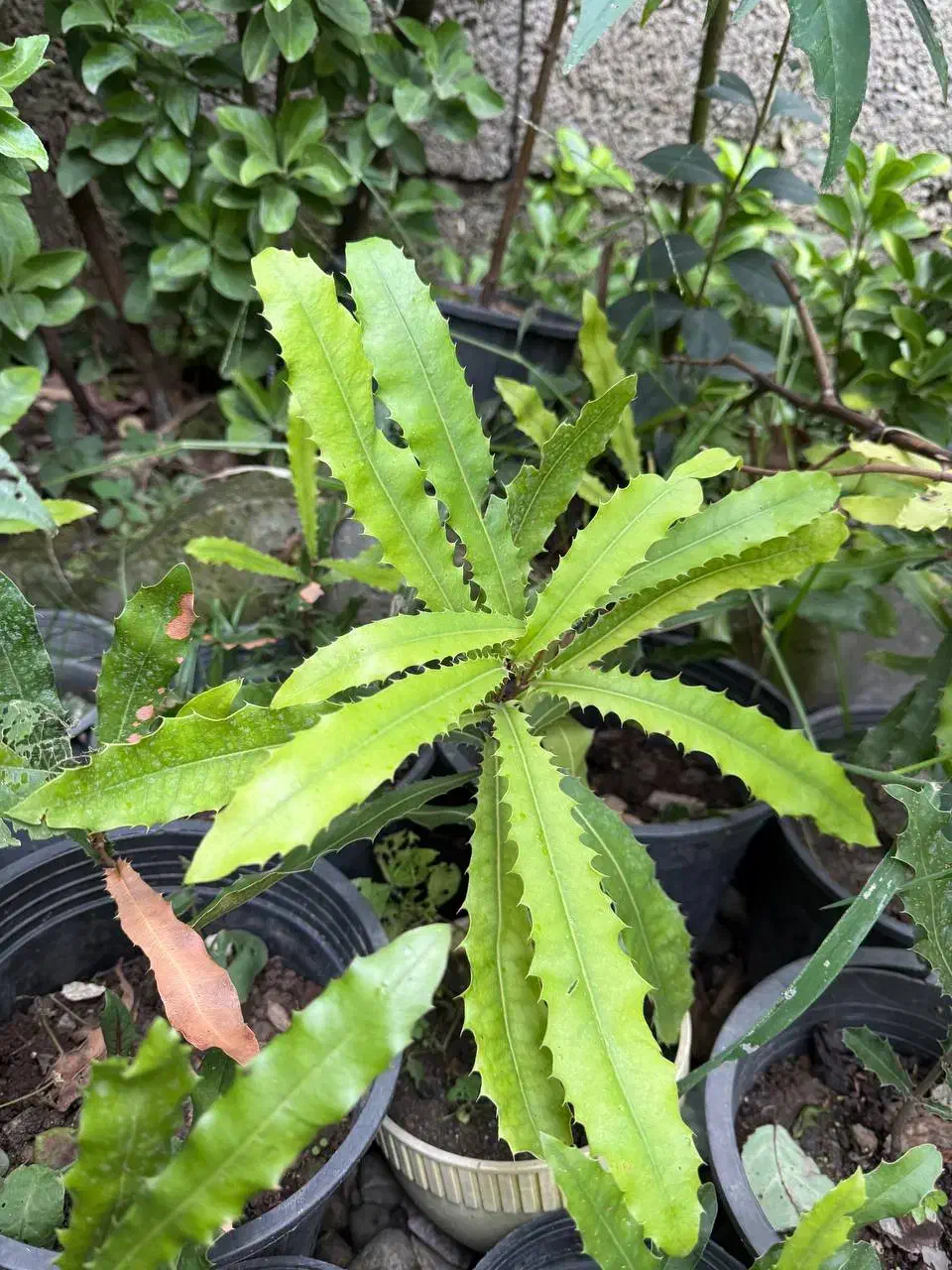 نهال فندق استرالیایی ماکادمیا|گل و گیاه طبیعی|رامسر, |دیوار