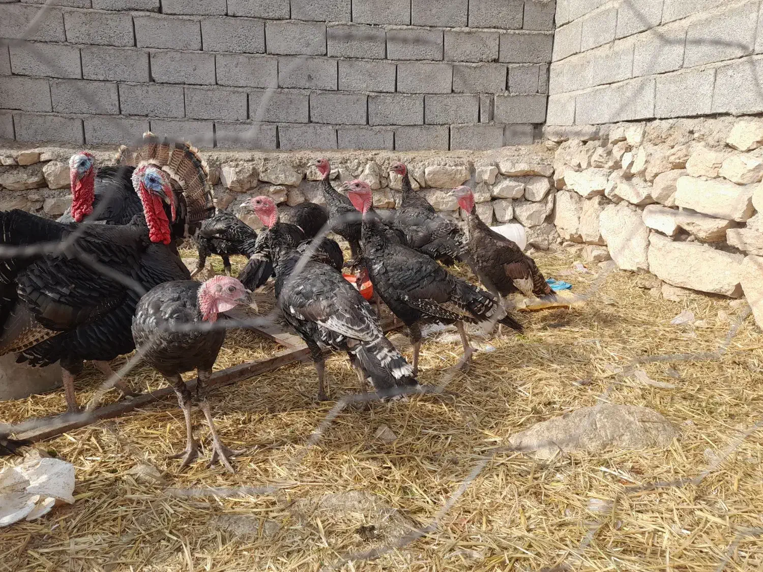 بوقلمون نر|حیوانات مزرعه|خوی, |دیوار