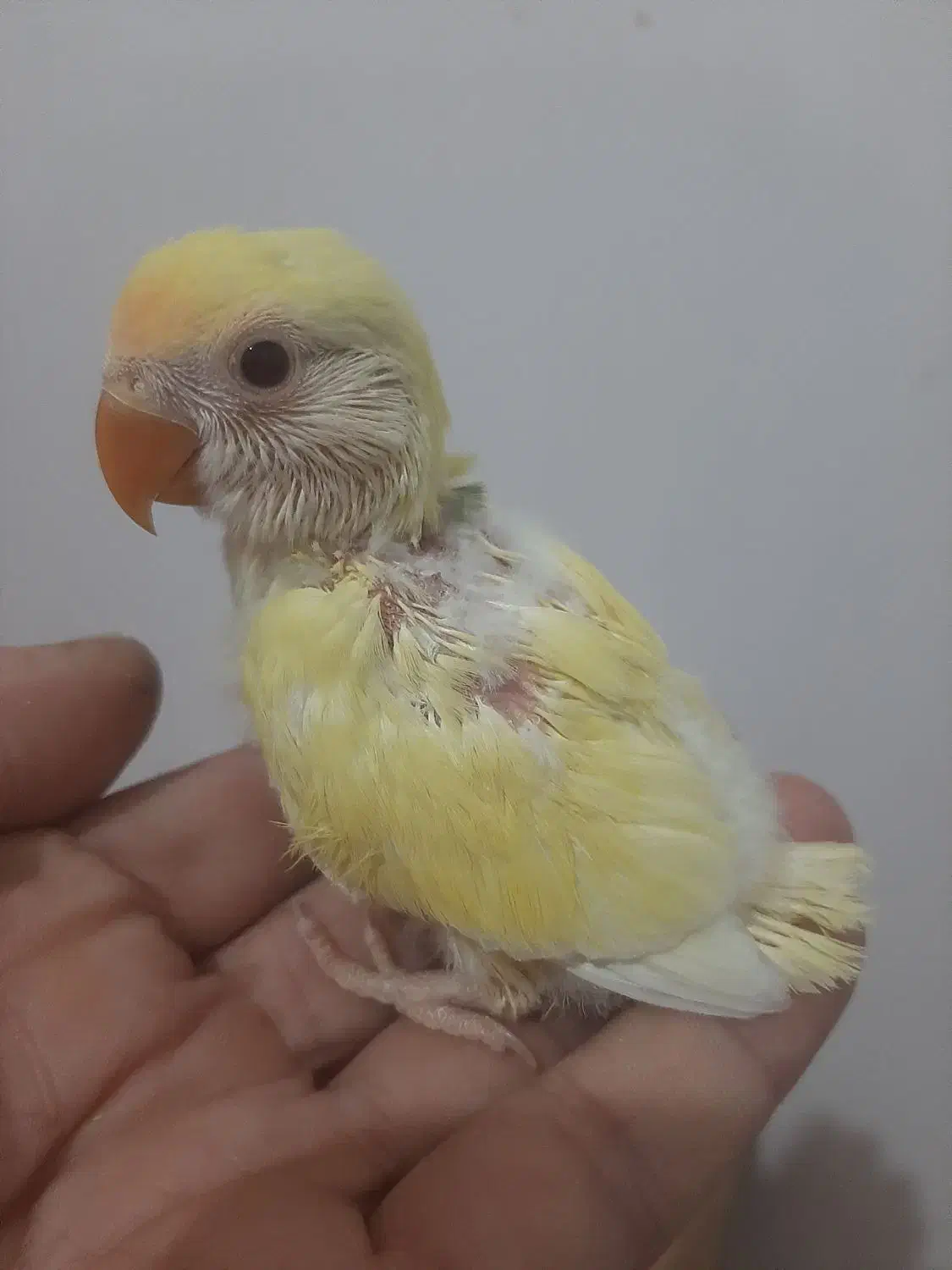 طوطی برزیلی لپ برفی دونخور|پرنده|رشت, سیا اسطلخ|دیوار