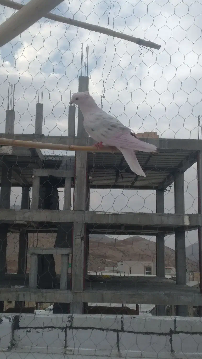 نر نباتی خال سیاه|پرنده|ایلام, |دیوار