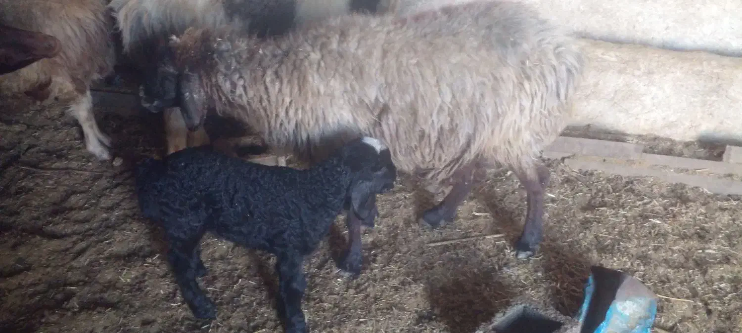 میش بره داره با بره نر|حیوانات مزرعه|کازرون, |دیوار