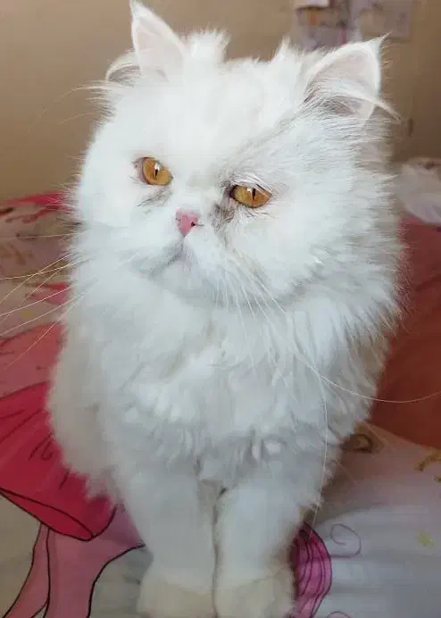 پرشین اصیل|گربه|زرند, |دیوار