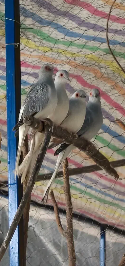 پرنده|پرنده|سرخنکلاته, |دیوار