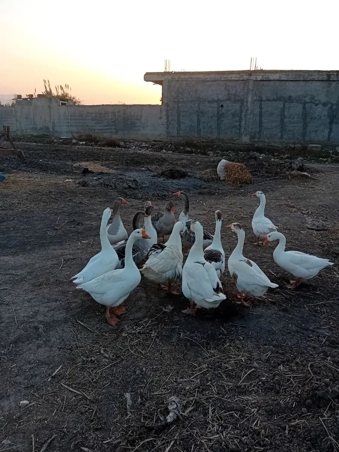 تخم غاز|حیوانات مزرعه|مزرعه کتول, |دیوار