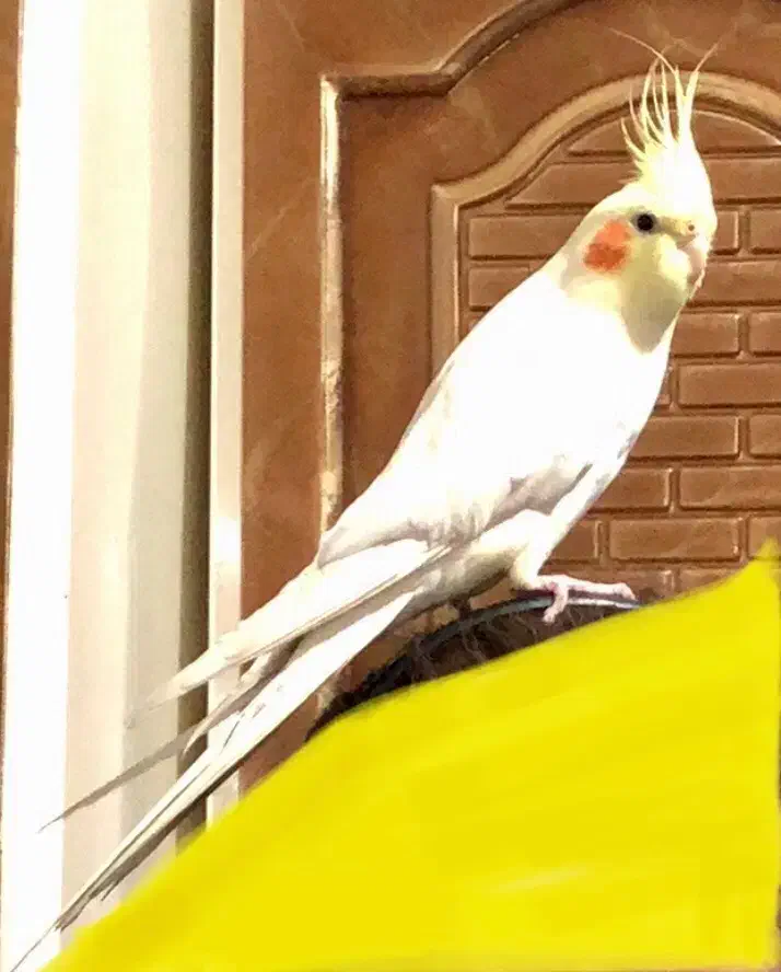 عروس هلندی گمشده|پرنده|شیراز, گود عربان|دیوار