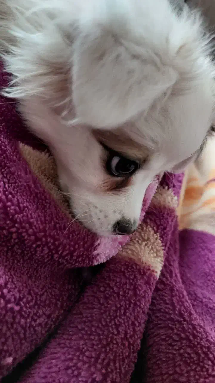 سگ ریز|سگ|تهران, منیریه|دیوار