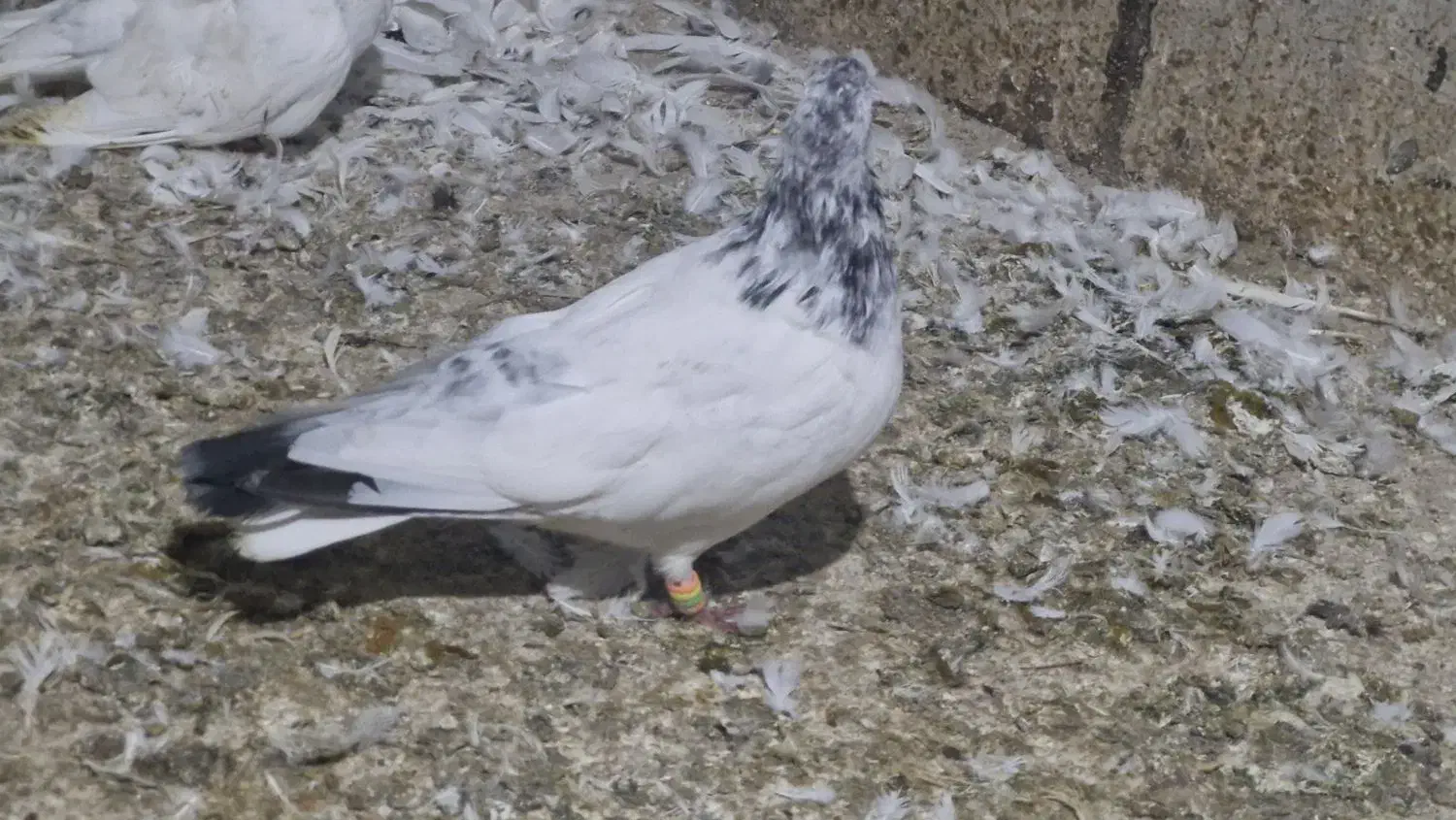 شیخ ابری عتیقه|پرنده|چمران, |دیوار