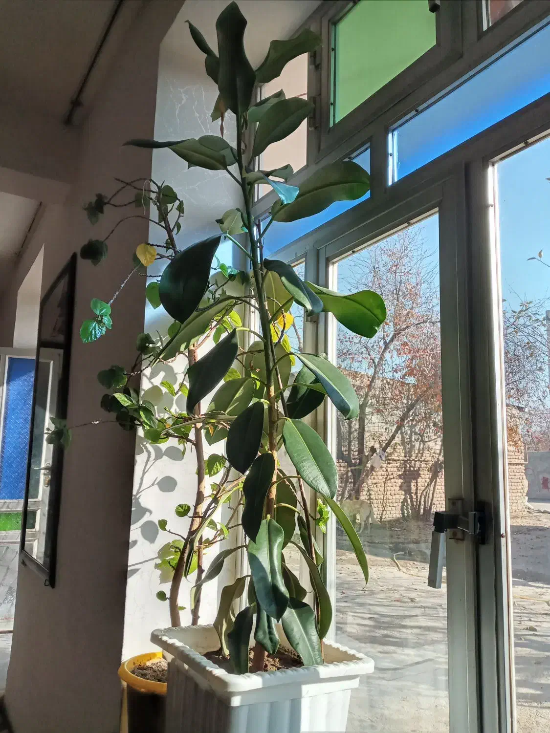 گل گیاه|گل و گیاه طبیعی|ثمرین, |دیوار