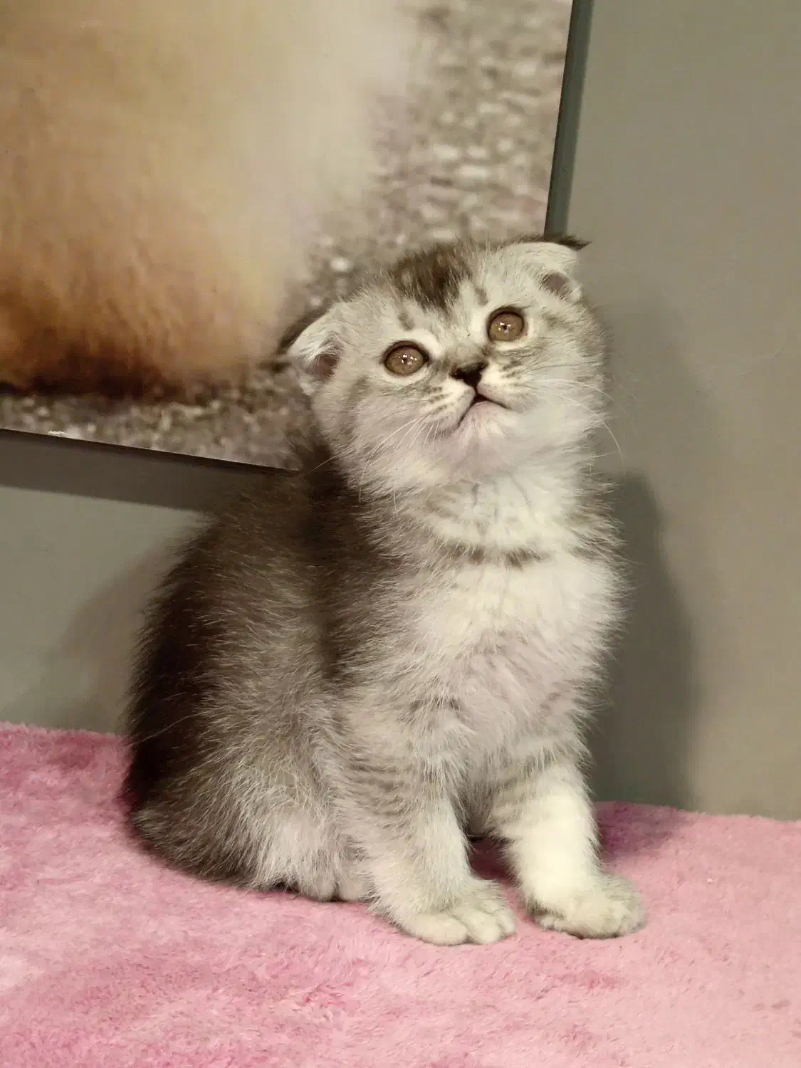 بچه گربه اسکاتیش سیلور نر|گربه|تهران, تهرانسر مرکزی|دیوار