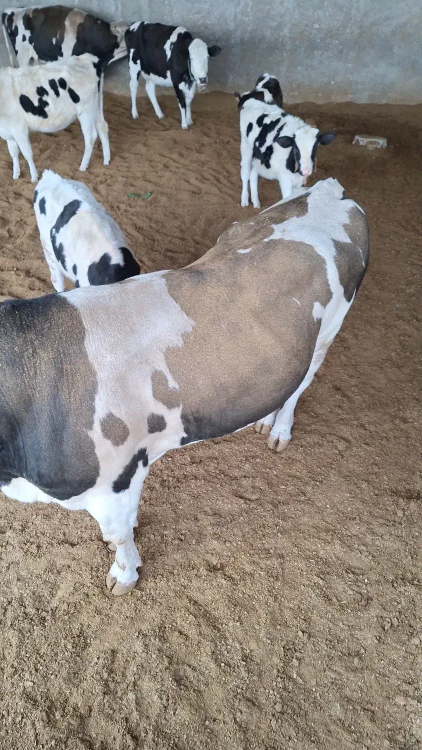 کودحیوانی|خدمات باغبانی و درختکاری|کوهدشت, |دیوار