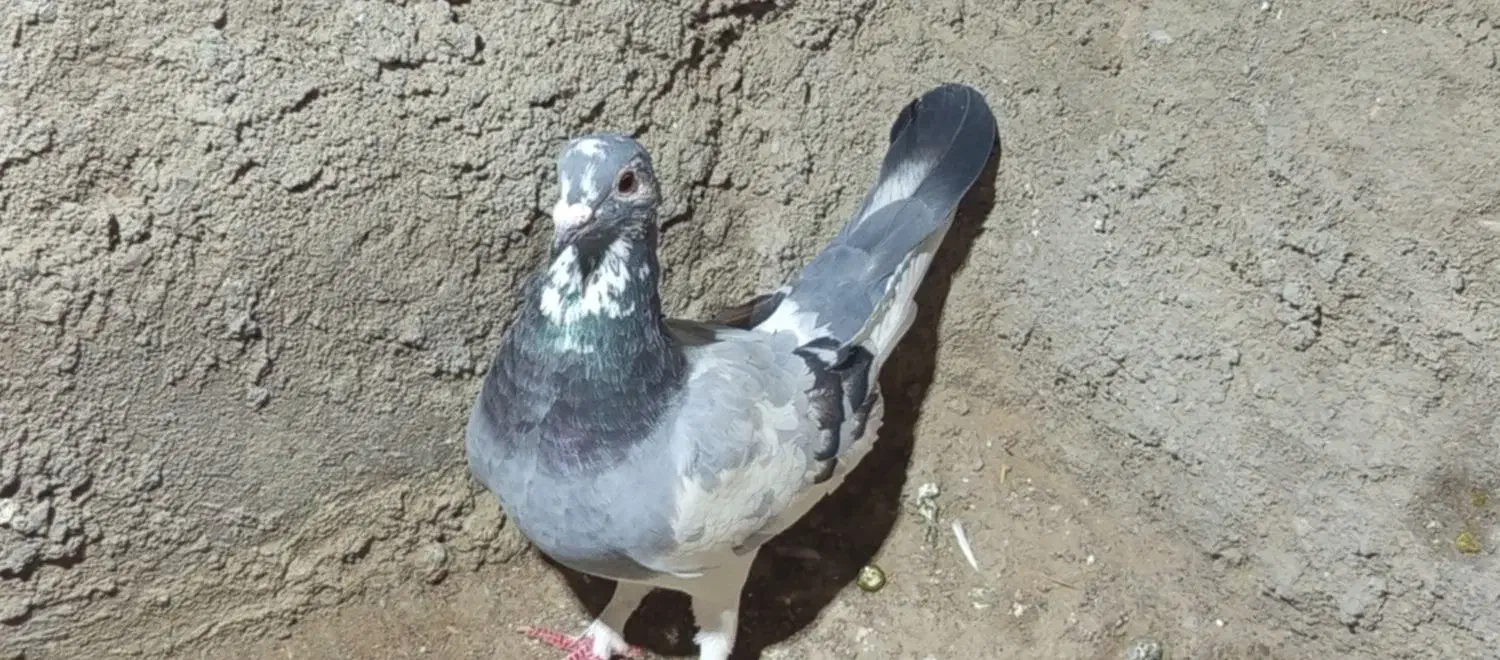 کفتر|پرنده|فهرج, |دیوار